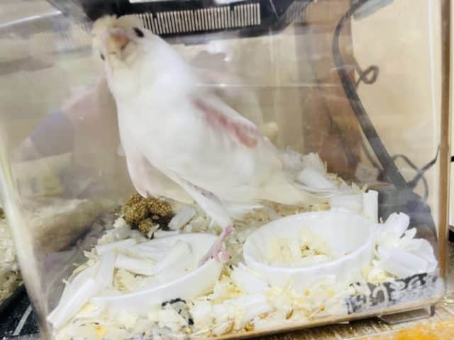 羽衣セキセイインコ