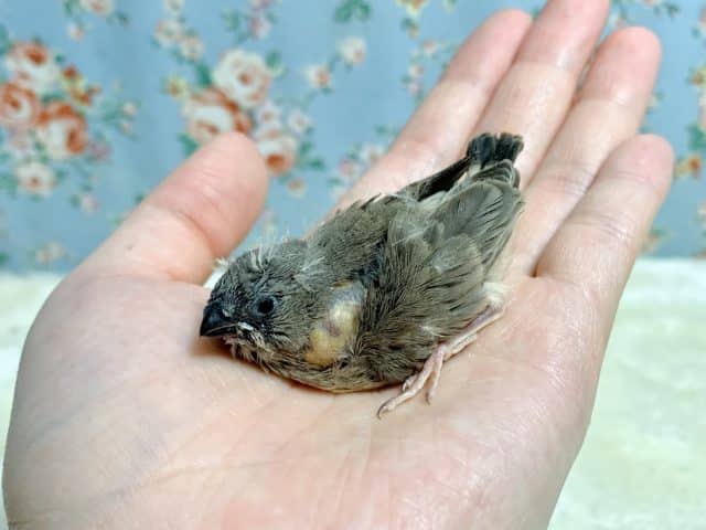 錦花鳥（キンカチョウ）