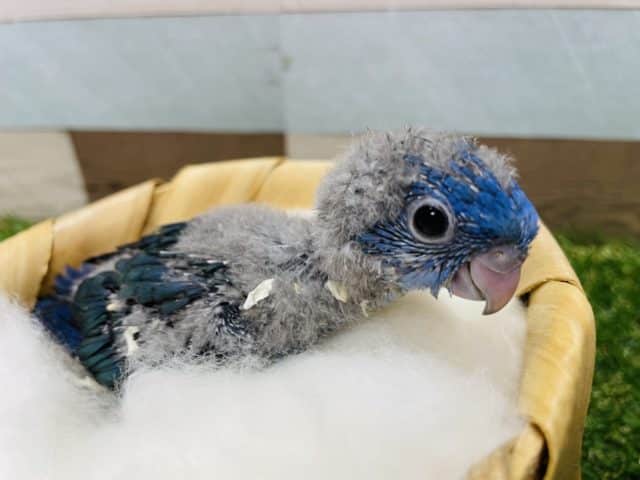 サザナミインコ