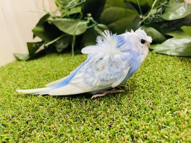 羽衣セキセイインコ