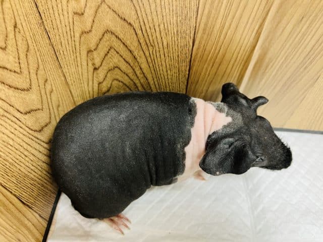 スキニーギニアピッグ