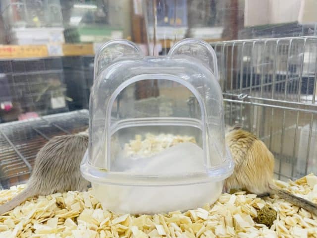 カラージャービル（スナネズミ）