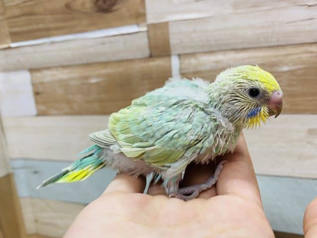 セキセイインコ