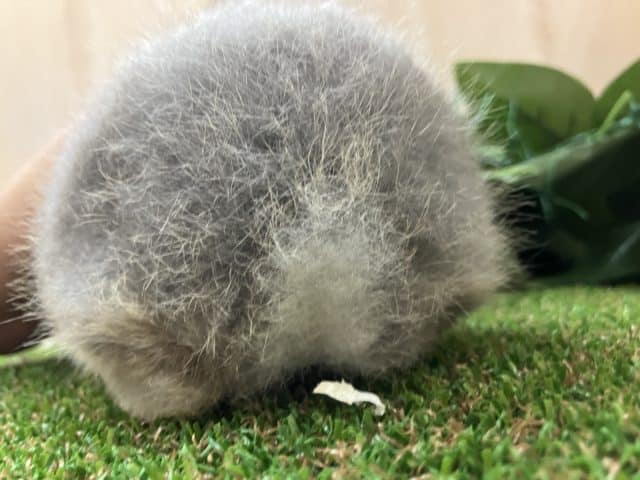 ネザーランドドワーフ