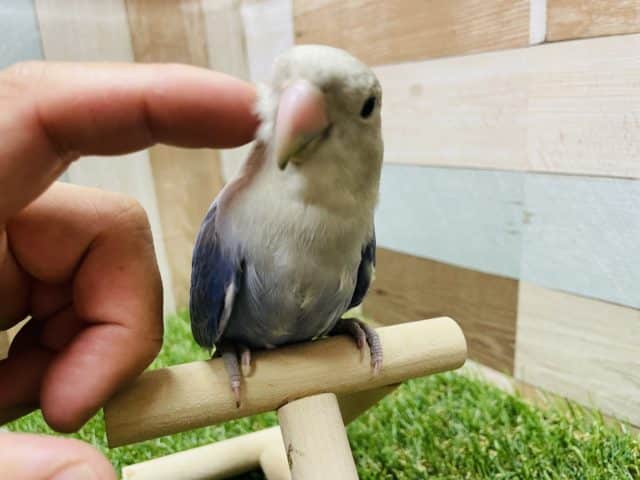 コザクラインコ（小桜インコ）