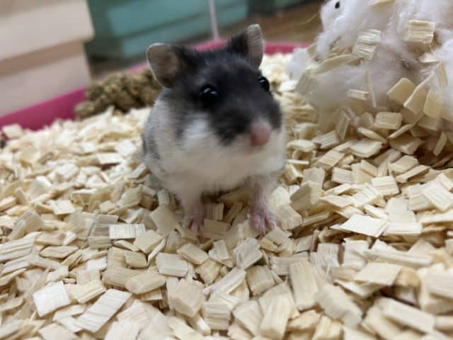 マーブルハムスター