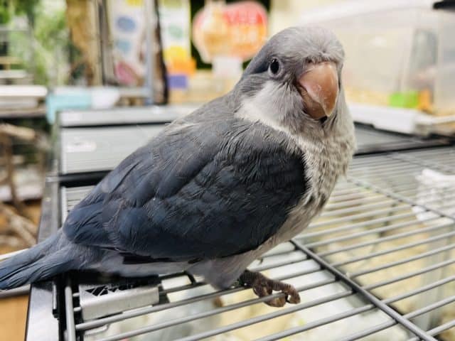 オキナインコ