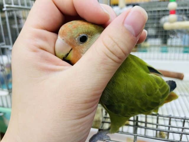 コザクラインコ（小桜インコ）