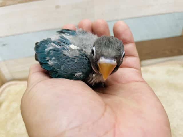 ブルーボタンインコ