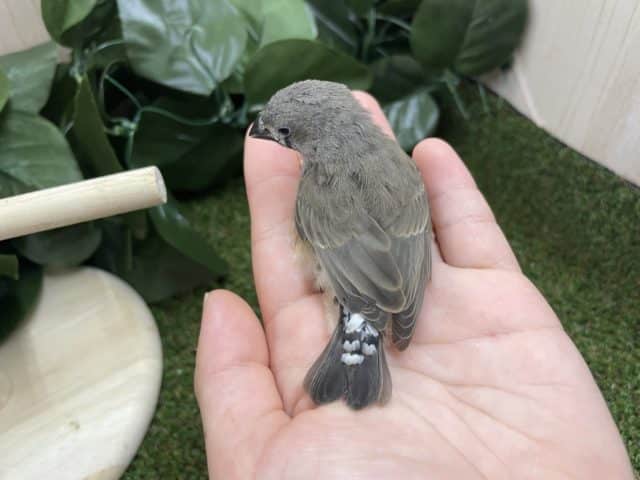 錦花鳥（キンカチョウ）