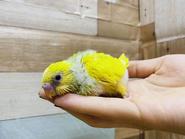 模様が少なめかな?イエロー×グリーンが綺麗なセキセイインコスパングルパイド! セキセイインコ