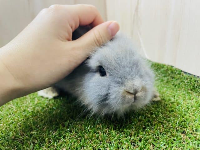 ライオンラビット