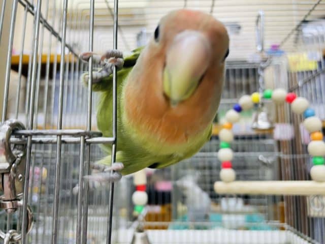 コザクラインコ（小桜インコ）