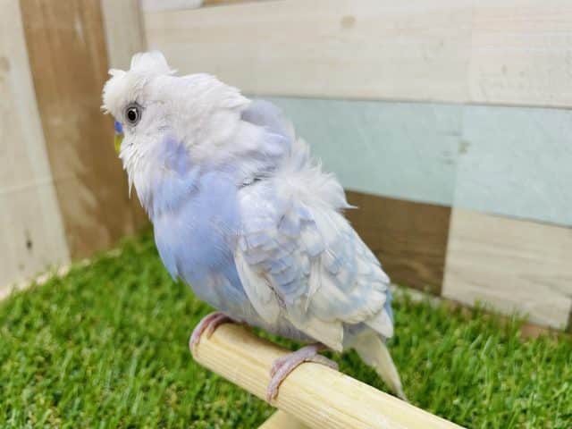羽衣セキセイインコ