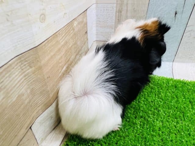 アビシニアンモルモット