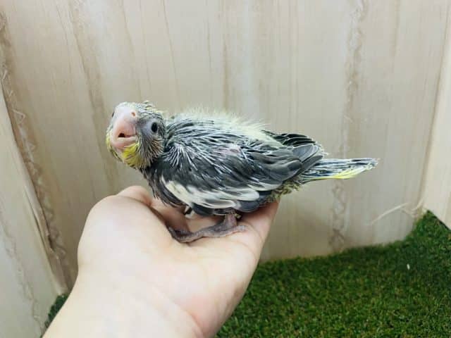 オカメインコ
