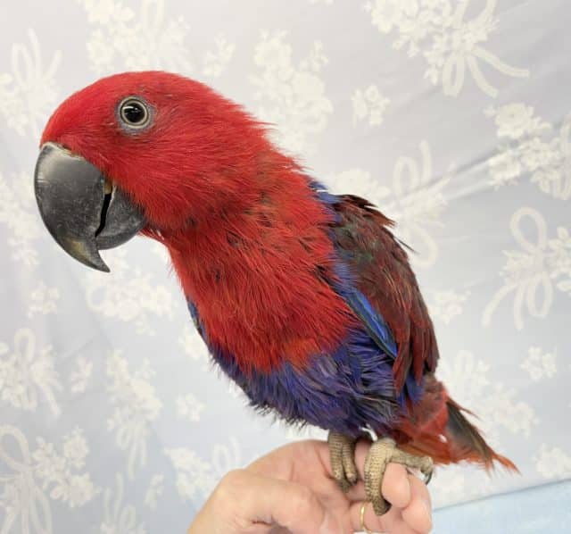 オオハナインコ