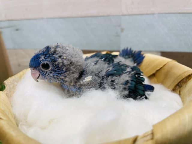 サザナミインコ