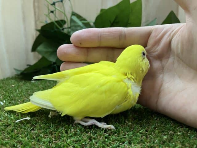 セキセイインコ