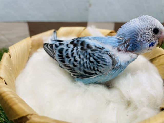 セキセイインコ