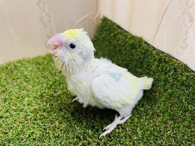 セキセイインコ