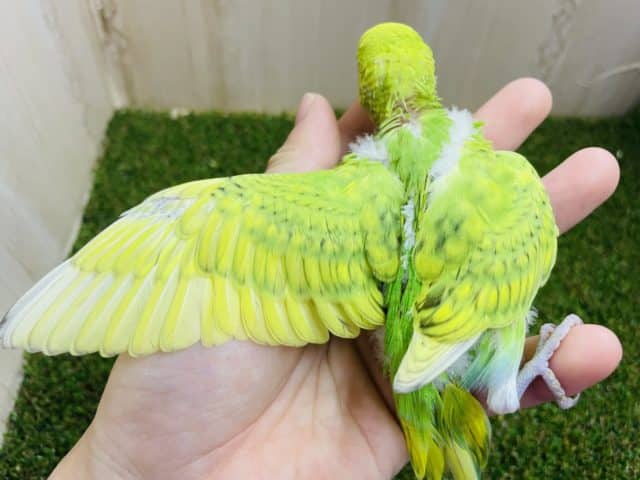 セキセイインコ