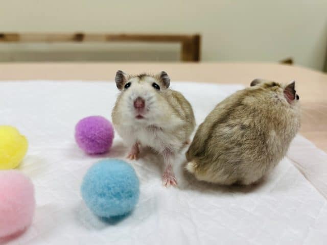 ドワーフハムスターの1種
