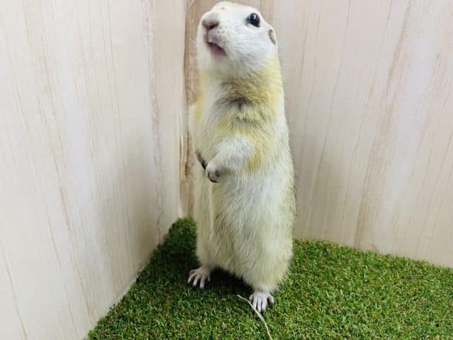 リチャードソンジリス