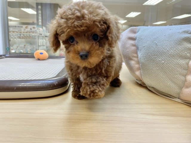 トイプードル