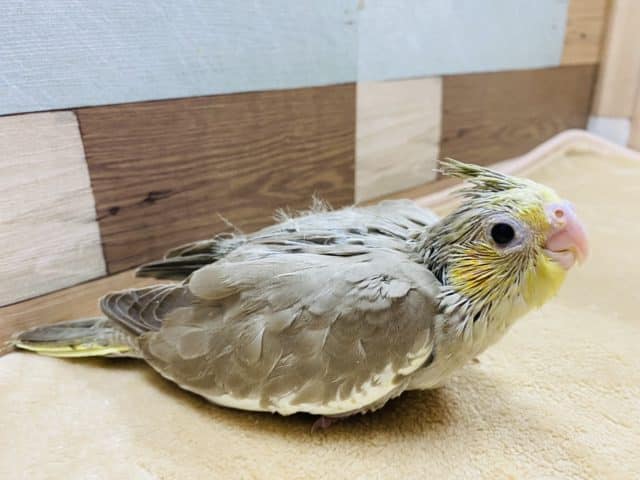 オカメインコ