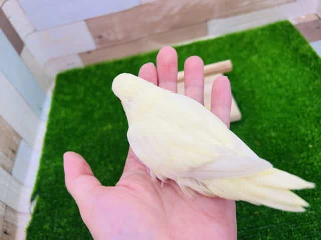 サザナミインコ