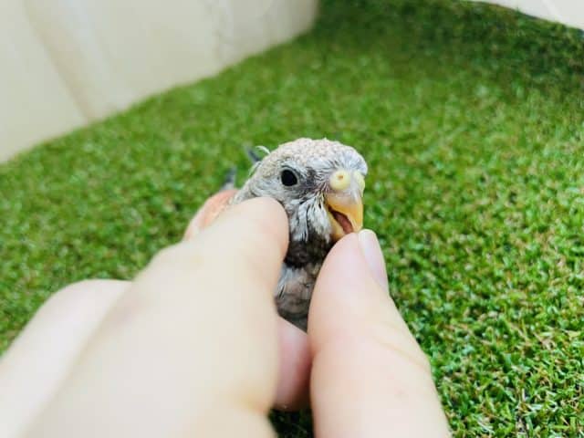 最新画像になりますよ〜⭐️ひょっこり!ひきよせるよみんな〜 ローズ秋草インコ アキクサインコ(秋草インコ)