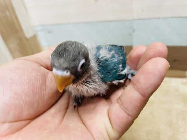 ブルーボタンインコ