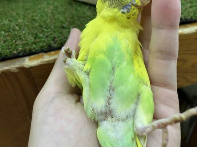 セキセイインコ