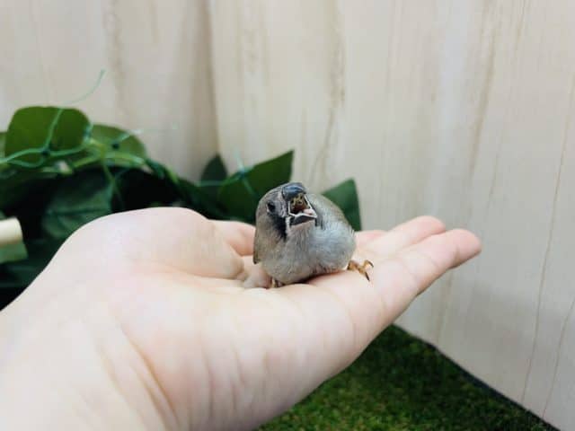 錦花鳥（キンカチョウ）