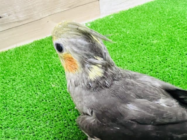 オカメインコ