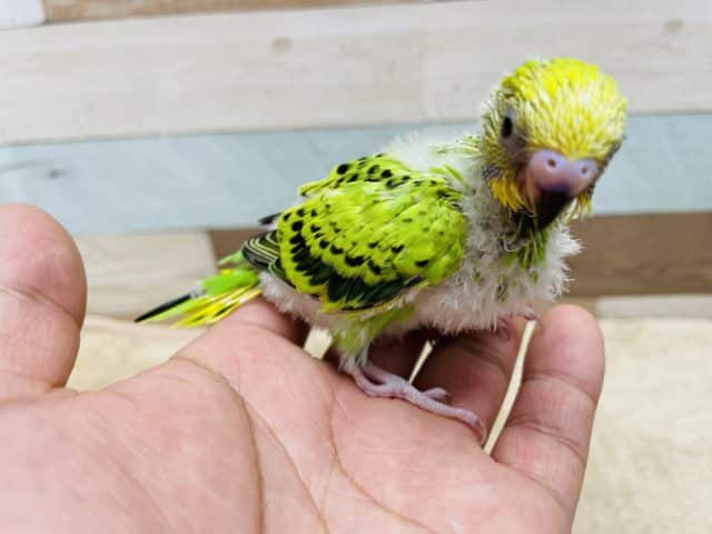 セキセイインコ