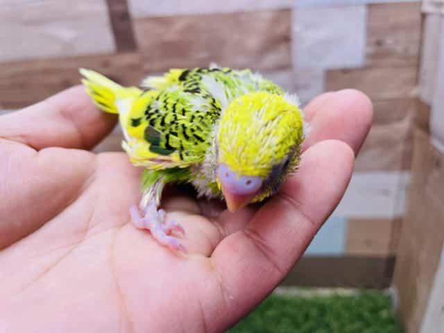 セキセイインコ