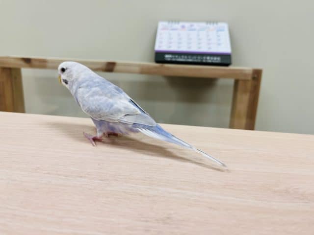 散歩がお好き?♡セキセイインコ(ライラック) セキセイインコ