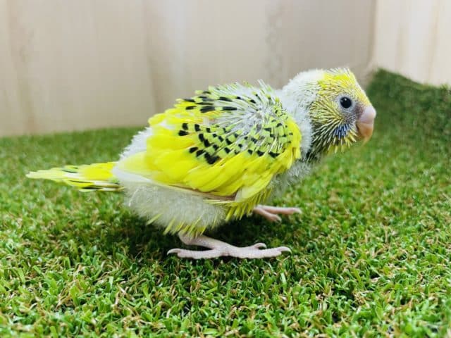 セキセイインコ