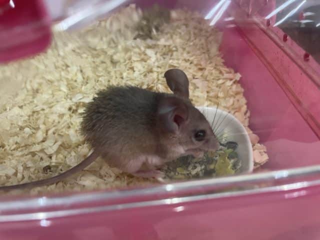 カイロトゲマウス