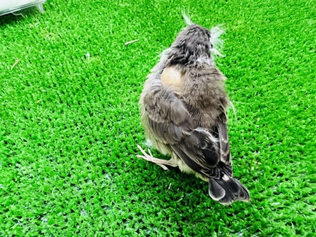 錦花鳥（キンカチョウ）