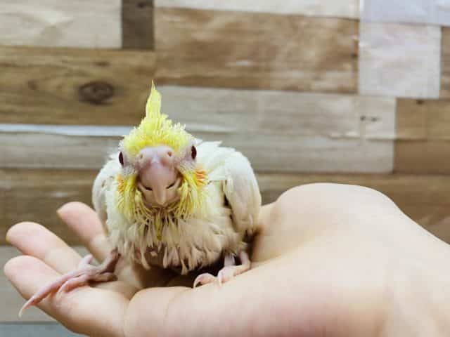 オカメインコ