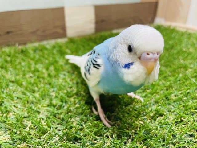 最新動画有り☆白が多めの可愛いヒナさんです!セキセイインコの「ルイちゃん」! セキセイインコ