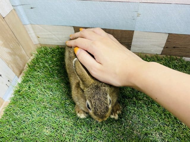 ミニウサギ