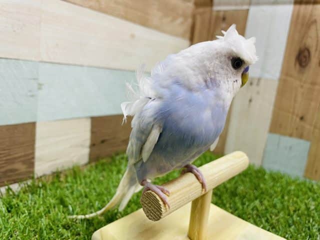 羽衣セキセイインコ