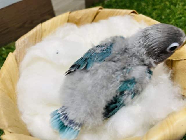 ブルーボタンインコ