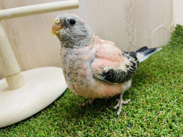 最新画像になりますよ〜⭐️ひょっこり!ひきよせるよみんな〜 ローズ秋草インコ アキクサインコ(秋草インコ)