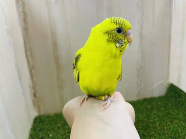 セキセイインコ
