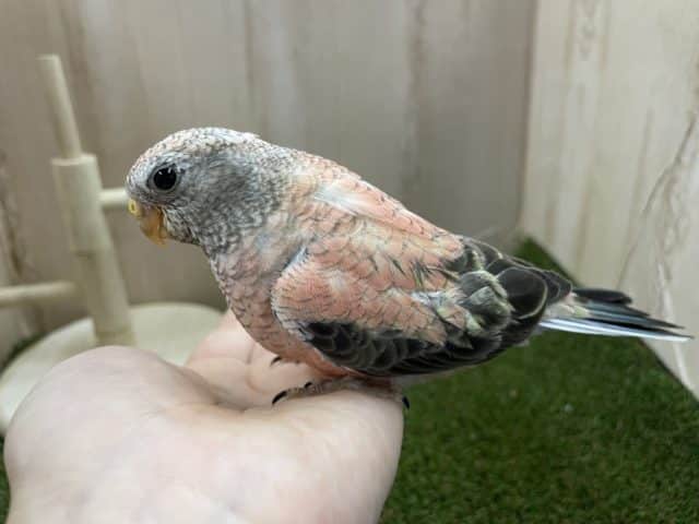 アキクサインコ（秋草インコ）